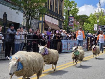 article image - Running of the Wools 1